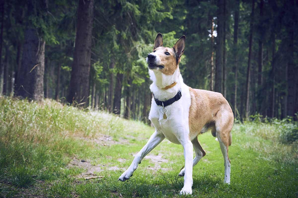 Cosa comunicano i cani quando abbaiano