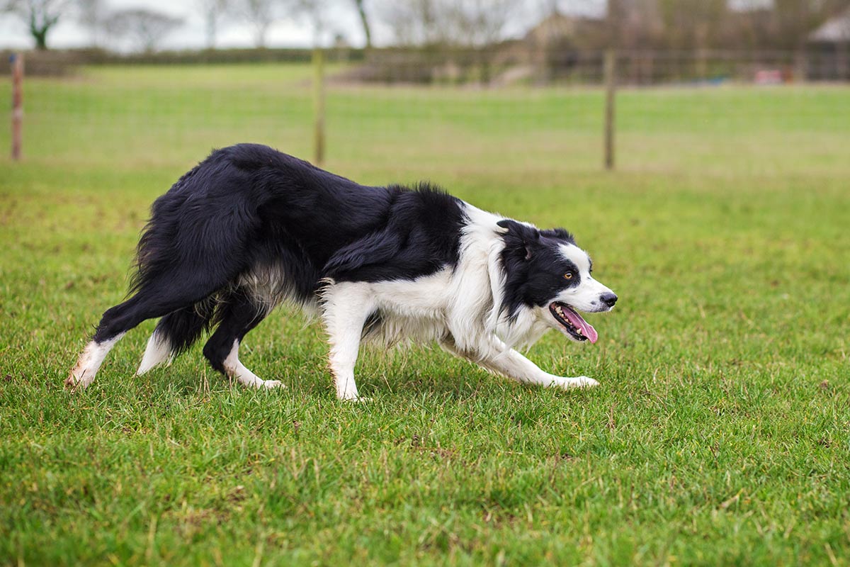 Il Border Collie Collapse