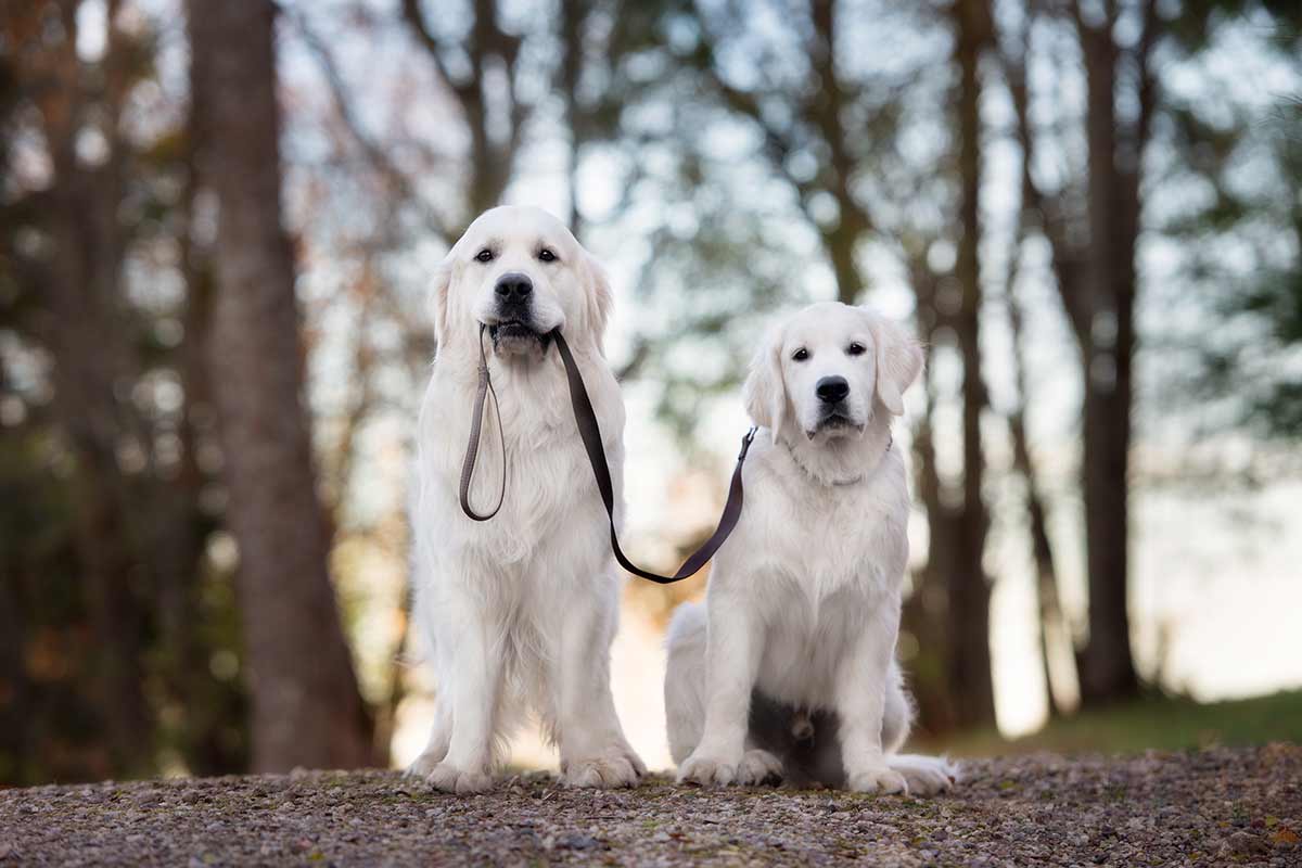 Avere due cani non è come averne uno