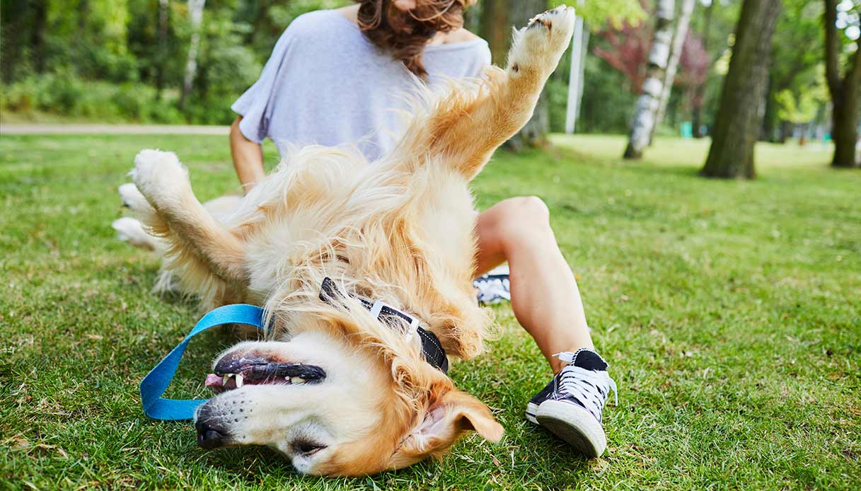 Felici insieme: una piccola guida per i proprietari di cane