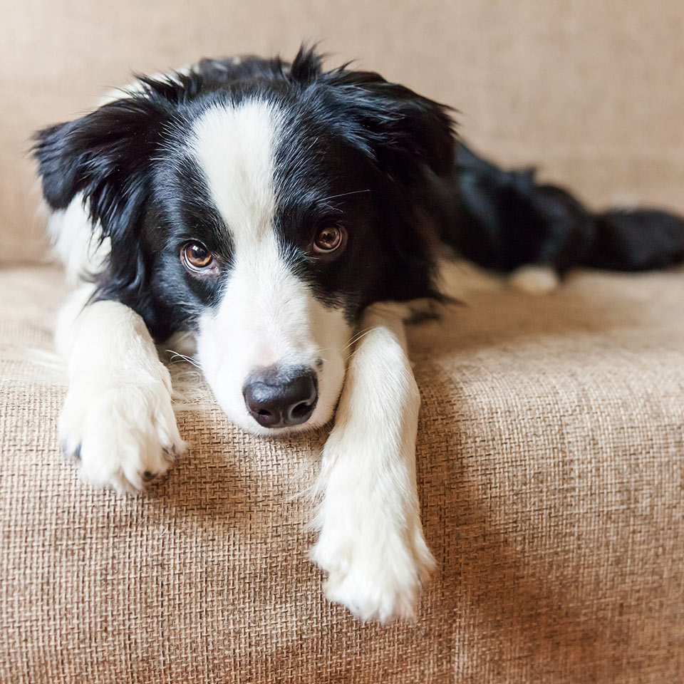 Cani: un altro no ai metodi coercitivi