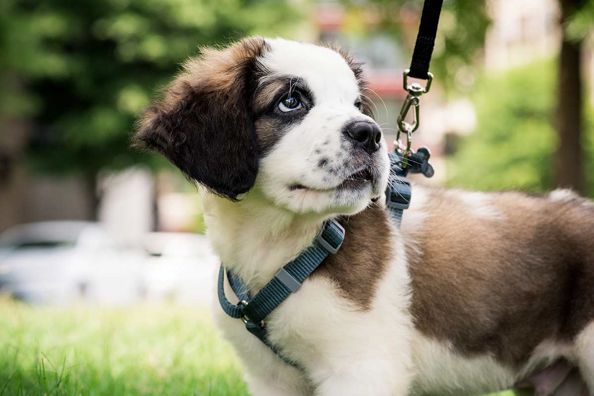 Vediamo il mondo dal punto di vista dei cani