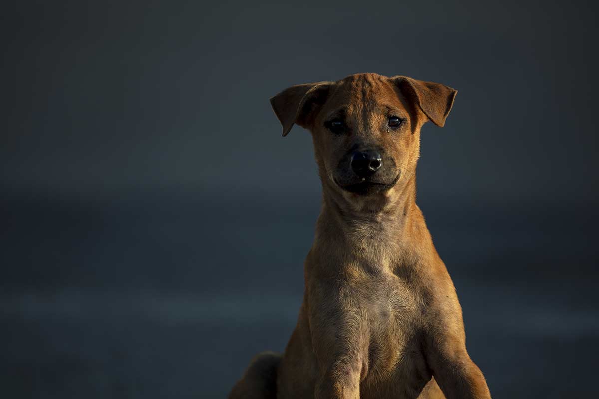 Cani: I problemi causati dai metodi coercitivi