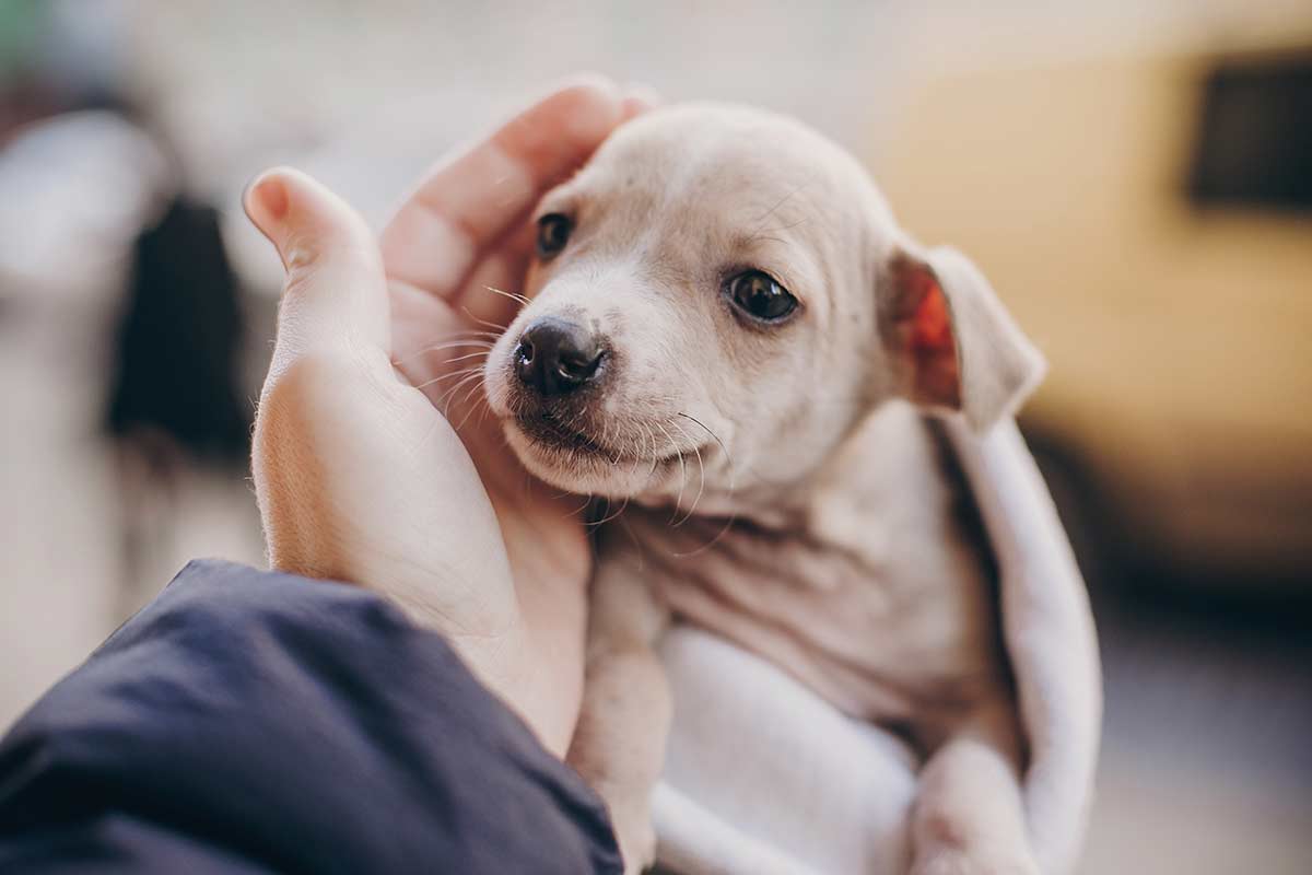 Alcuni comportamenti dei cani che sono spesso mal compresi