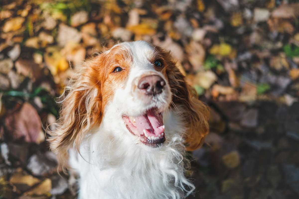 Perchè con il cane si vive meglio