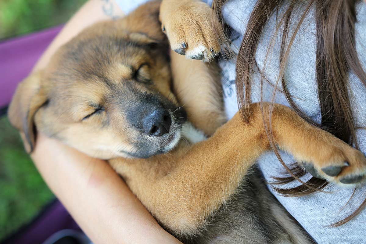 A proposito di cani e proprietari