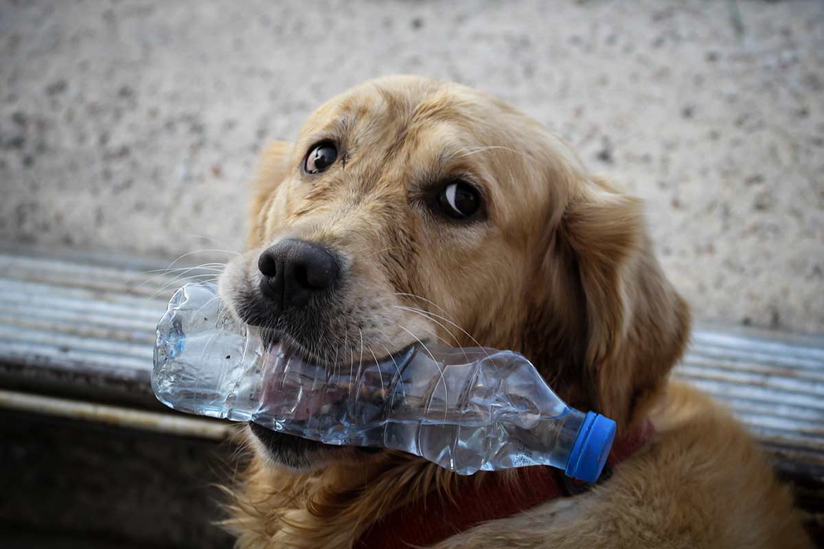 Come il dolore influenza il comportamento dei cani