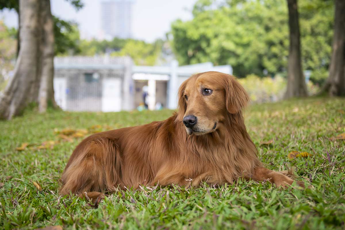 I cani pensano in immagini?