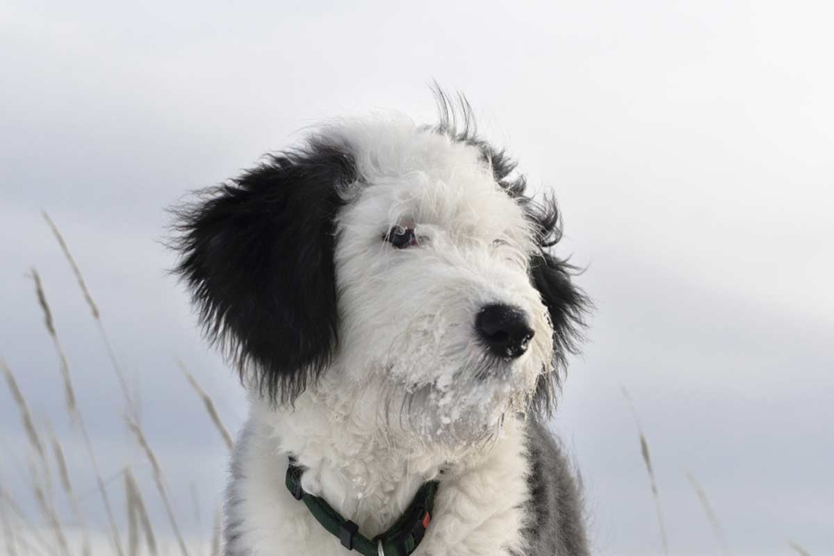 A cosa servono i baffi dei cani