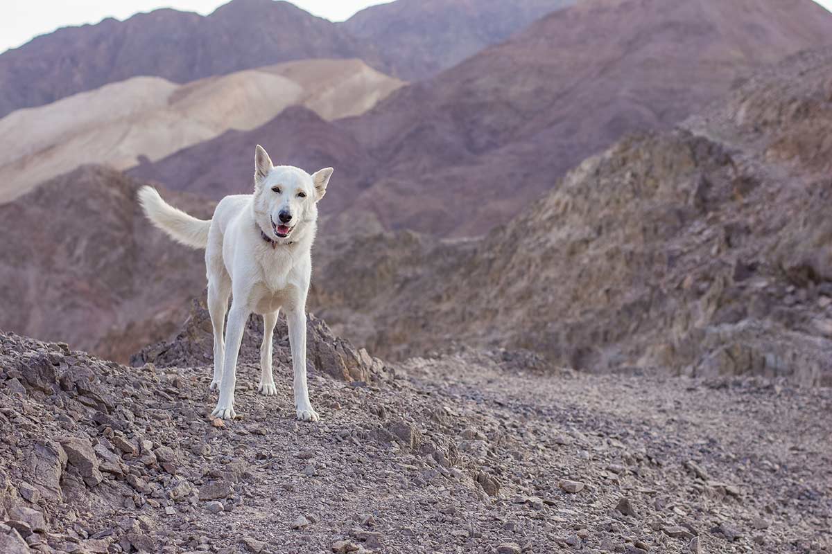 Un nuovo modo di calcolare l’età dei cani