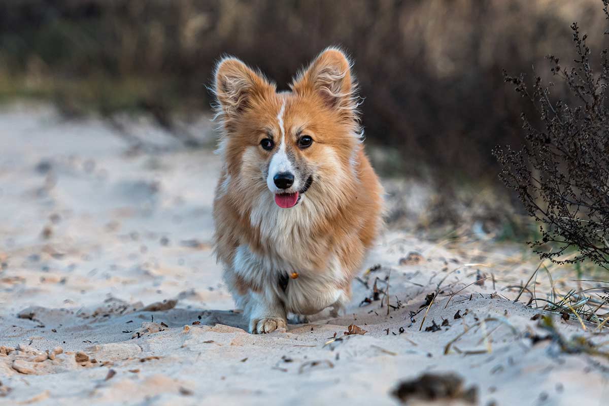 6 cose utili e interessanti da sapere sui cani