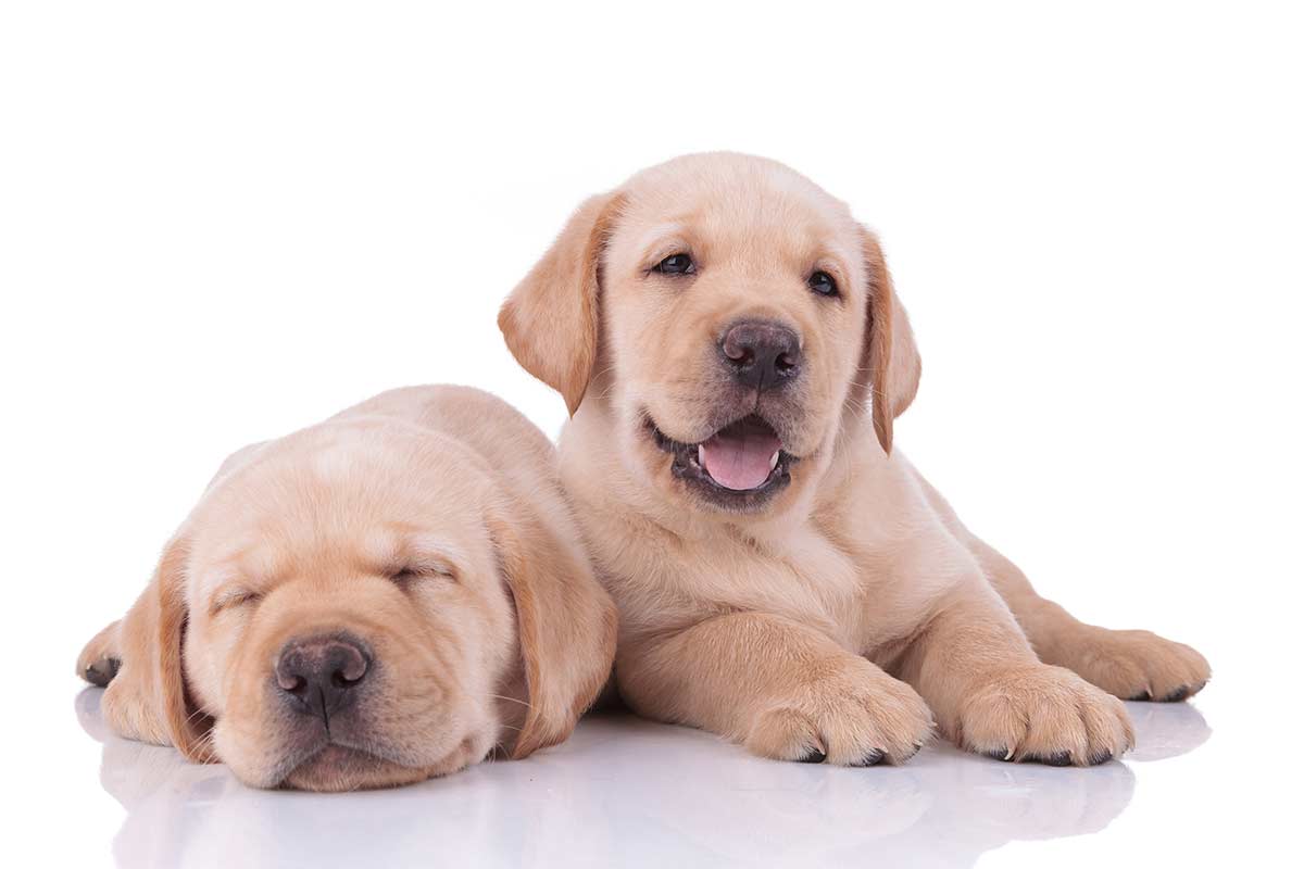 E’ una buona idea prendere due cuccioli di cane dalla stessa cucciolata?