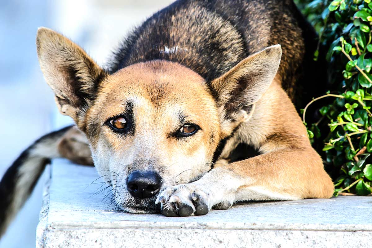 Come fanno i cani a capire lo stato d’animo degli umani