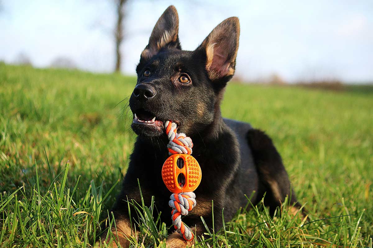 I cani hanno bisogno di una routine?