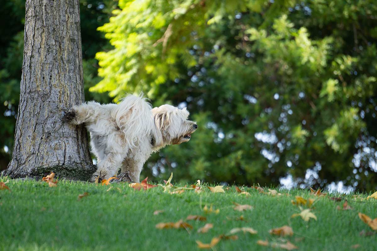 Perchè quando fanno pipì i cani piccoli mirano in alto