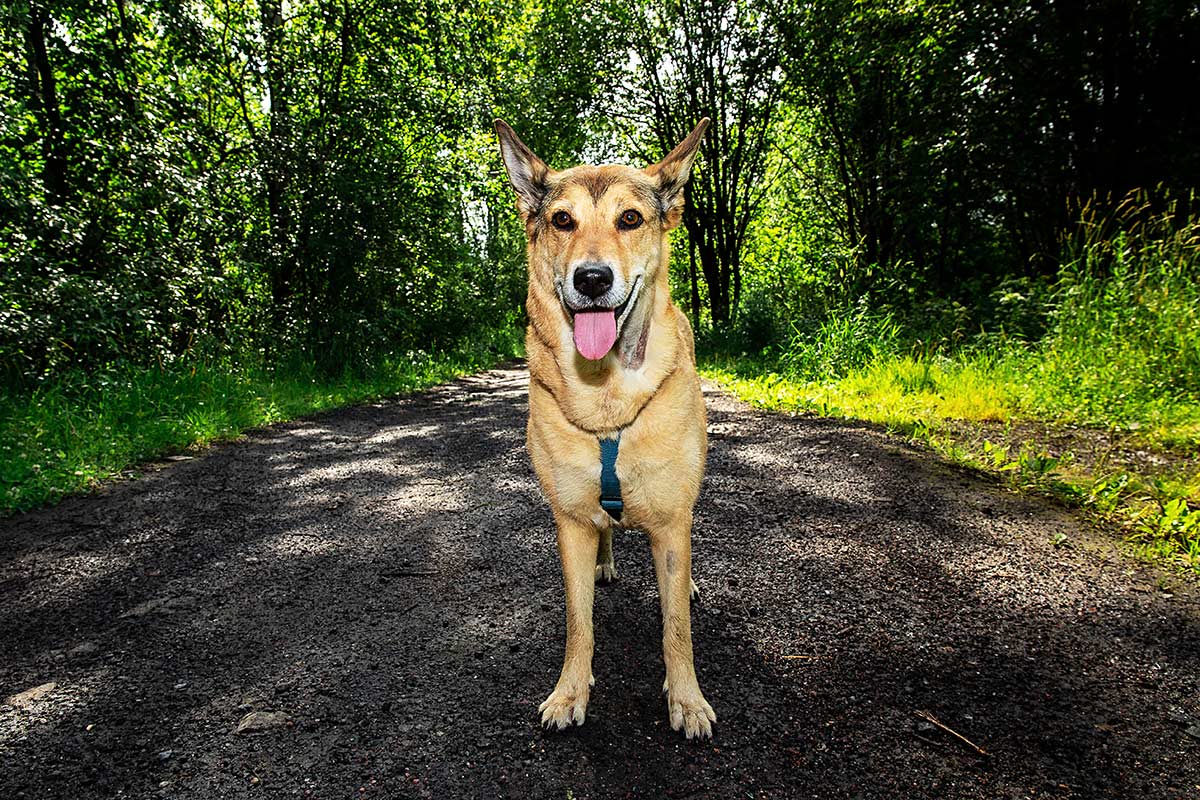 Bisogna proteggere i cani quando fa caldo, ecco perchè