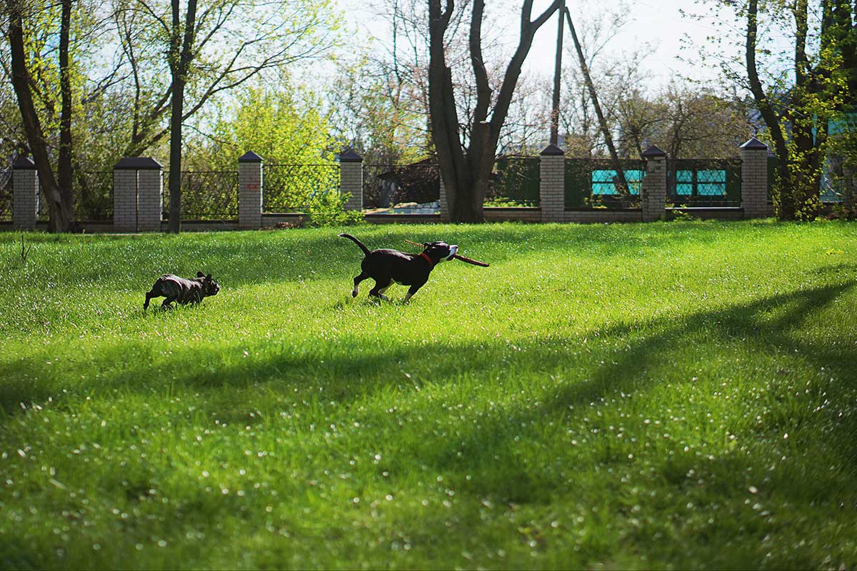 Cani: cosa è la socializzazione e la differenza con socializzare