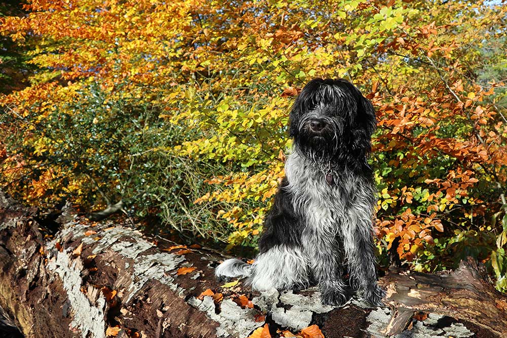 3 motivi per cui il cane non fa quello che gli chiedi