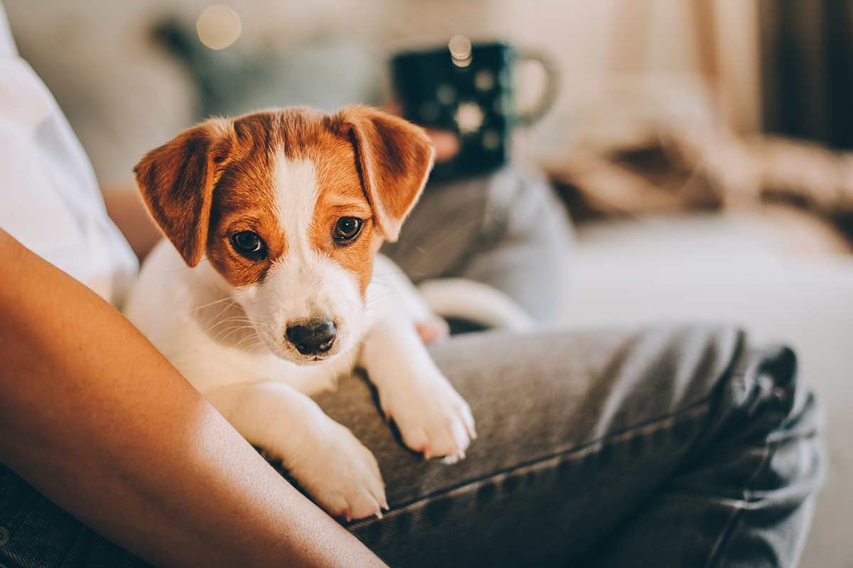 Come aiutare un cane che soffre di ansia da separazione