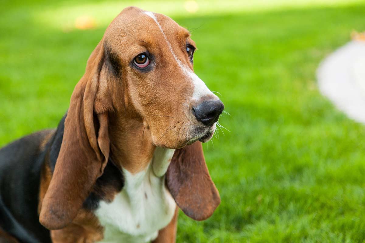 Tra i sentimenti che i cani provano c’è la gelosia