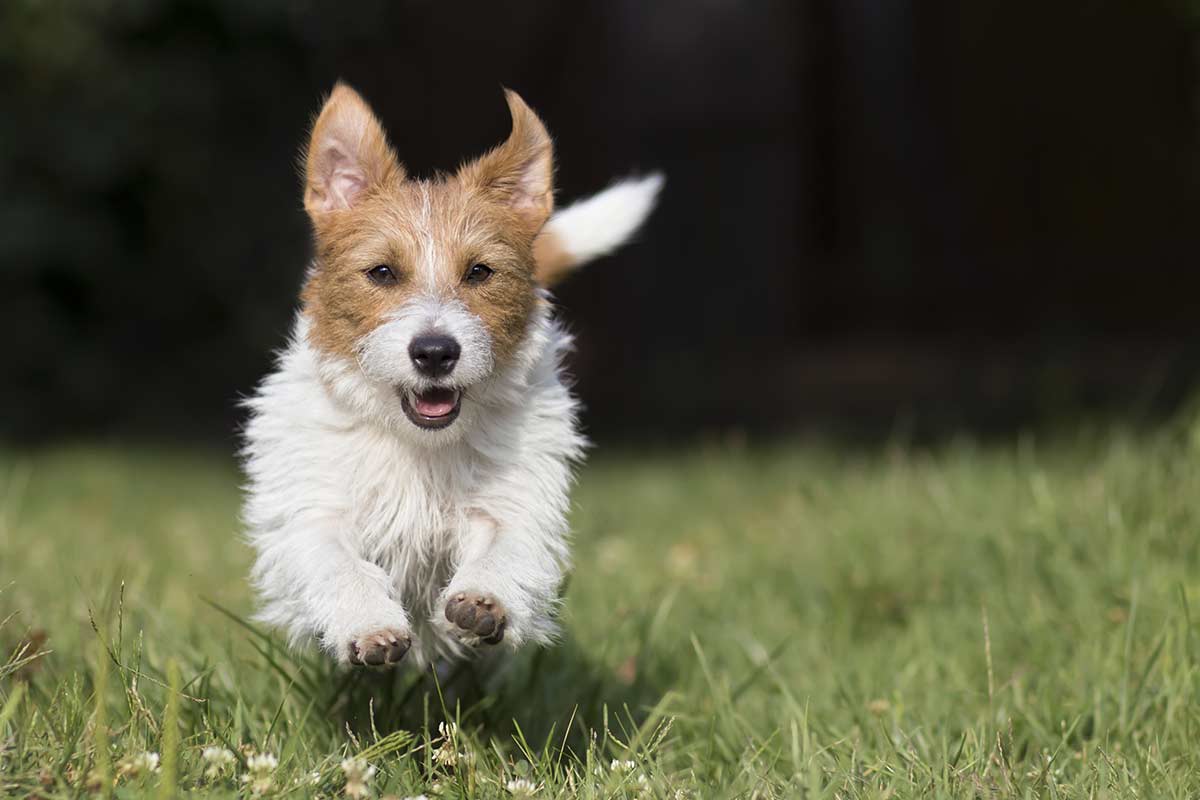 I cani che vivono in città hanno più problemi?