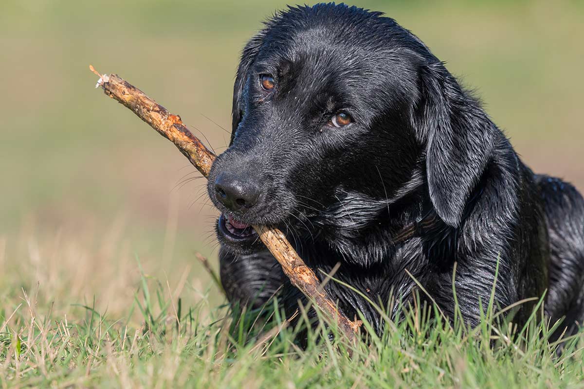 Se rinasco vorrei essere un cane