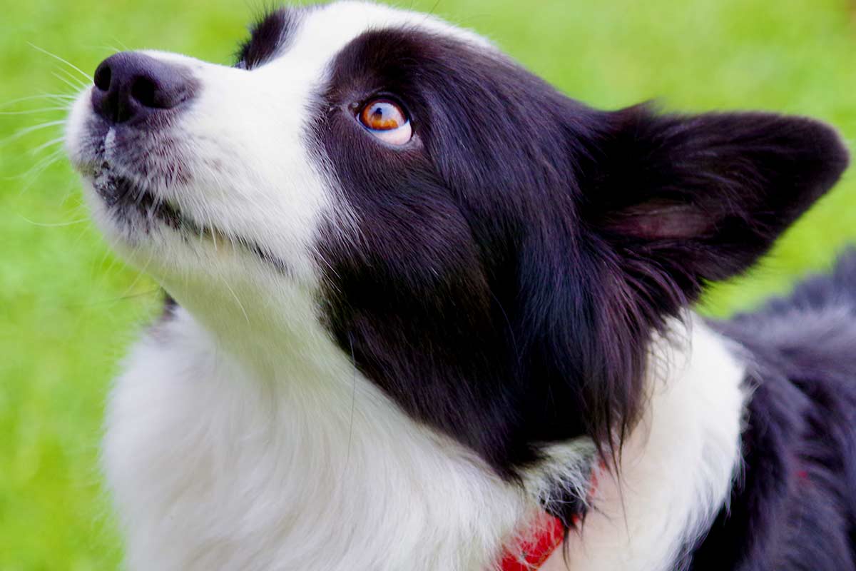 10 motivi perchè i cani rendono la vita migliore