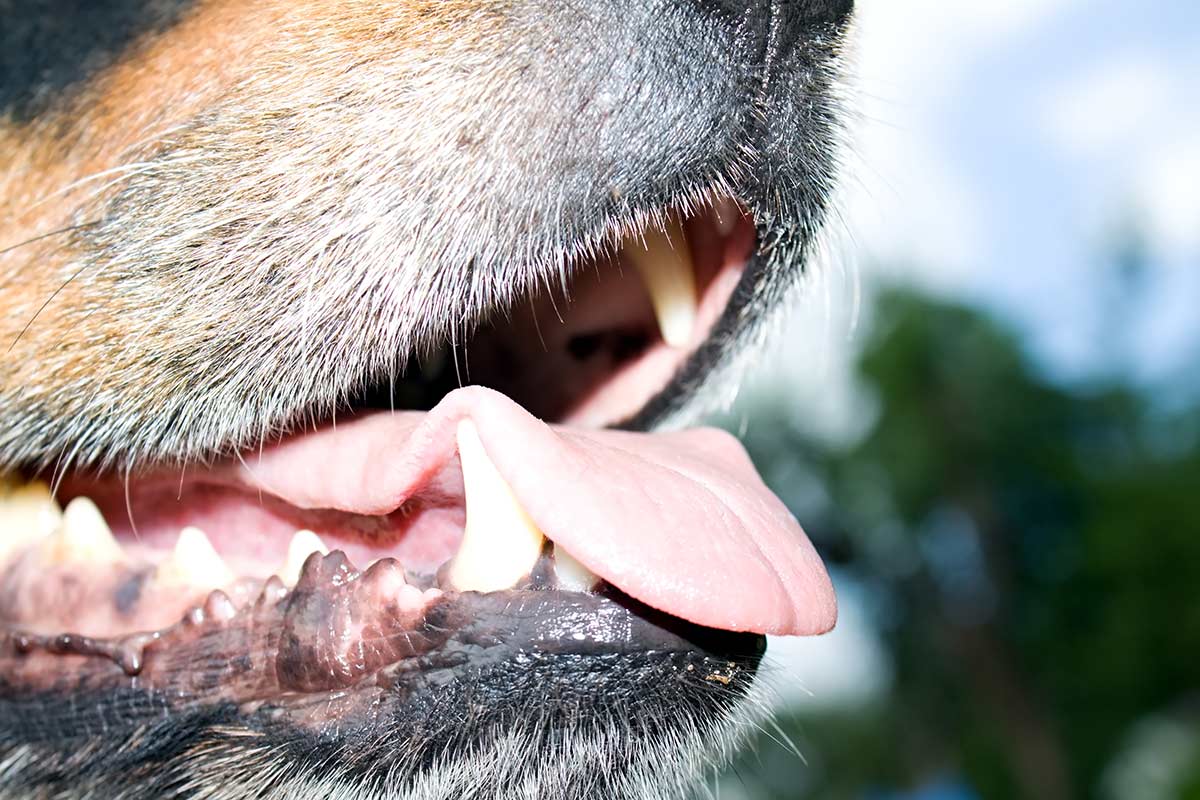 Cosa significa il colore delle gengive del cane