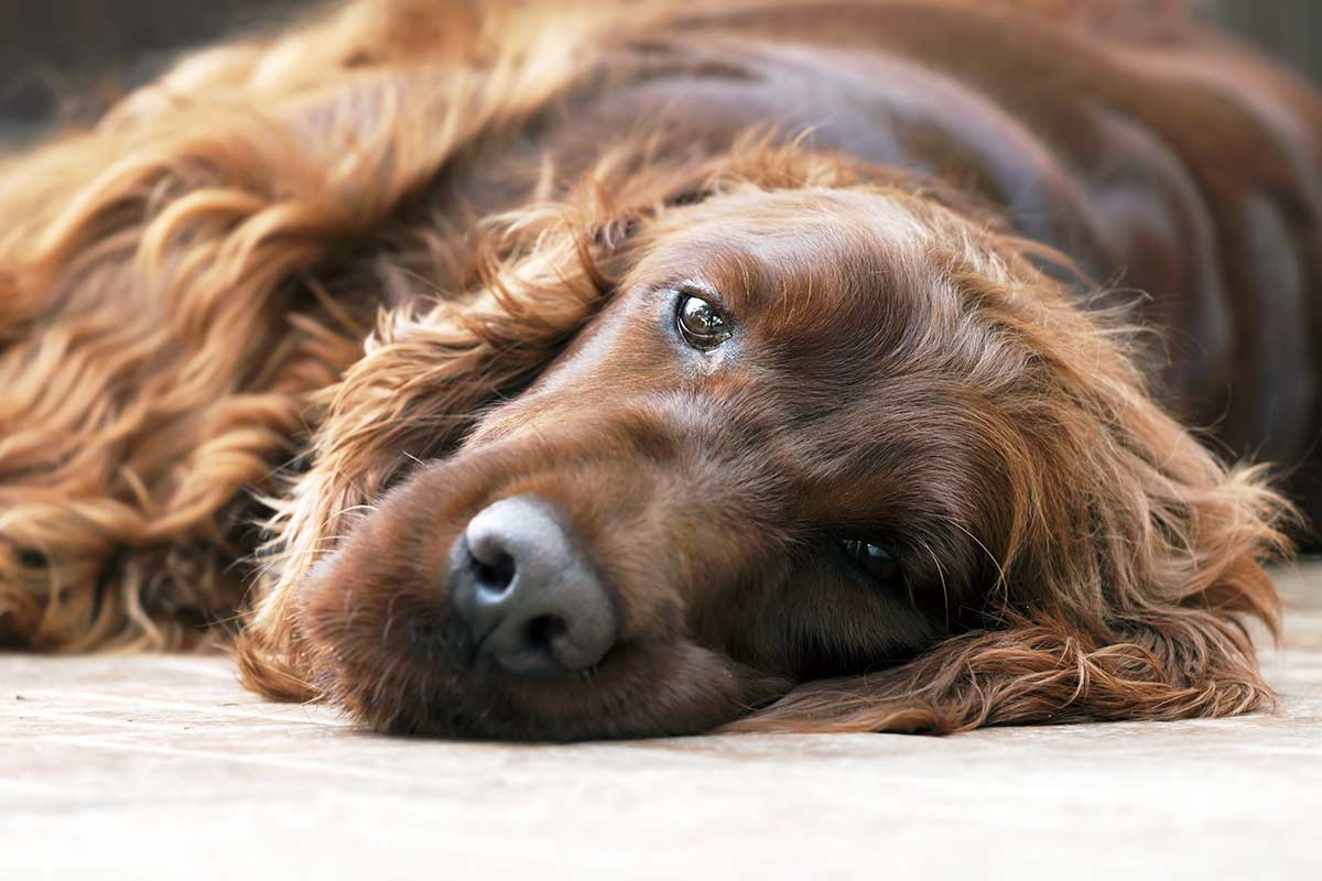 Perchè è tanto importante comunicare con il proprio cane