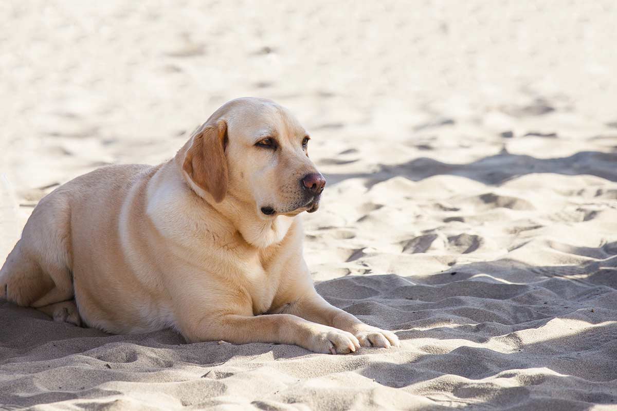 E’ normale che il cane si blocchi quando cammina?