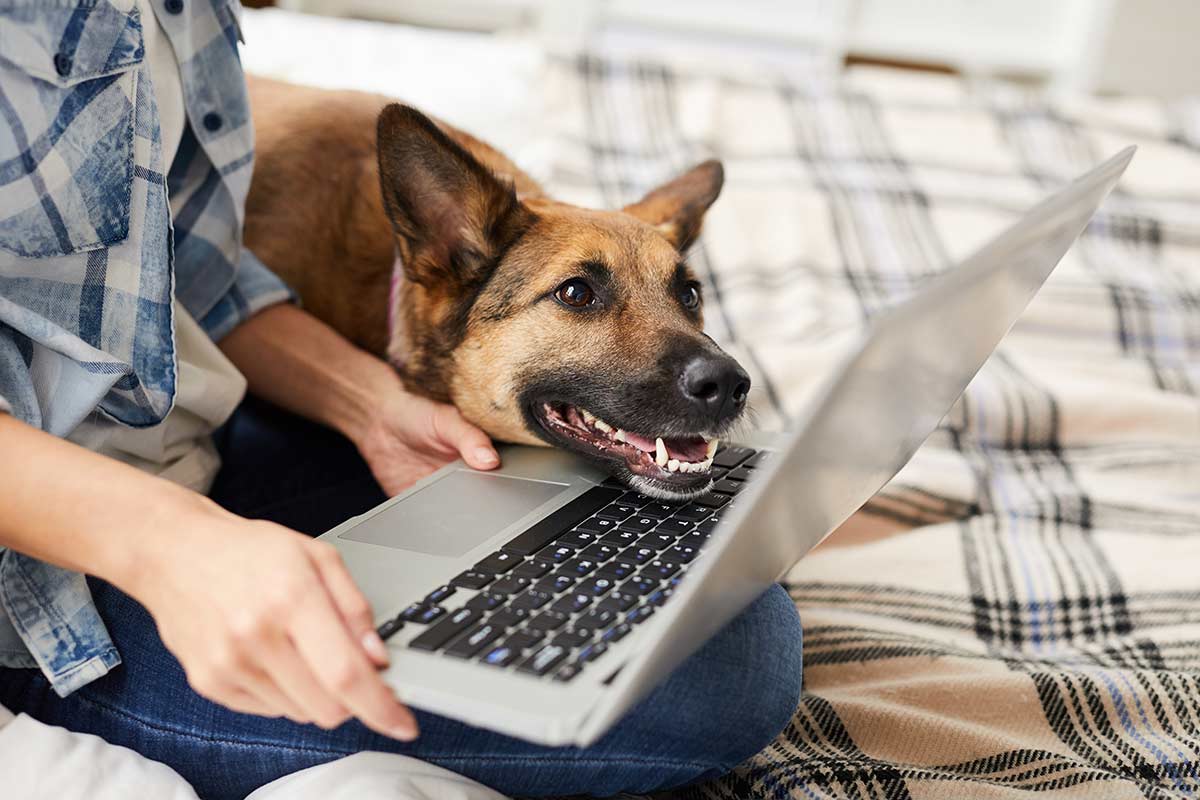 I cani e gli umani dominanti o alfa