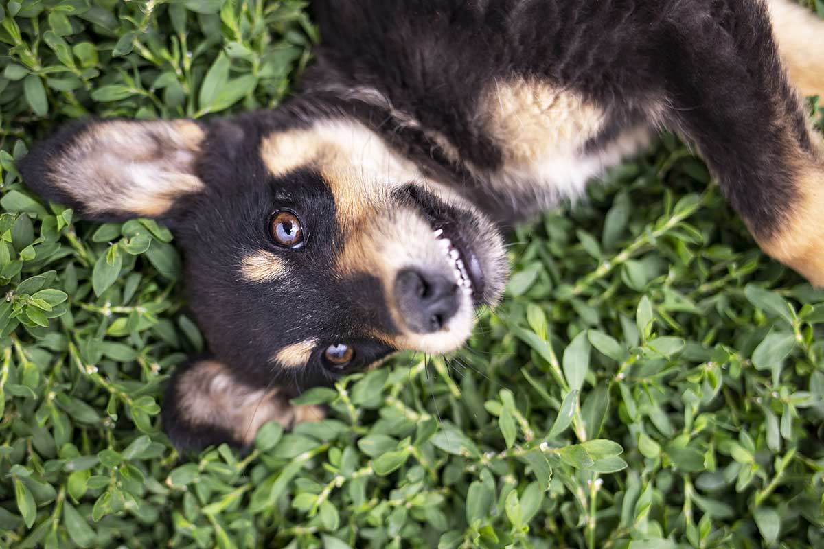 Dal timido al persistente, 7 modi di essere dei cani