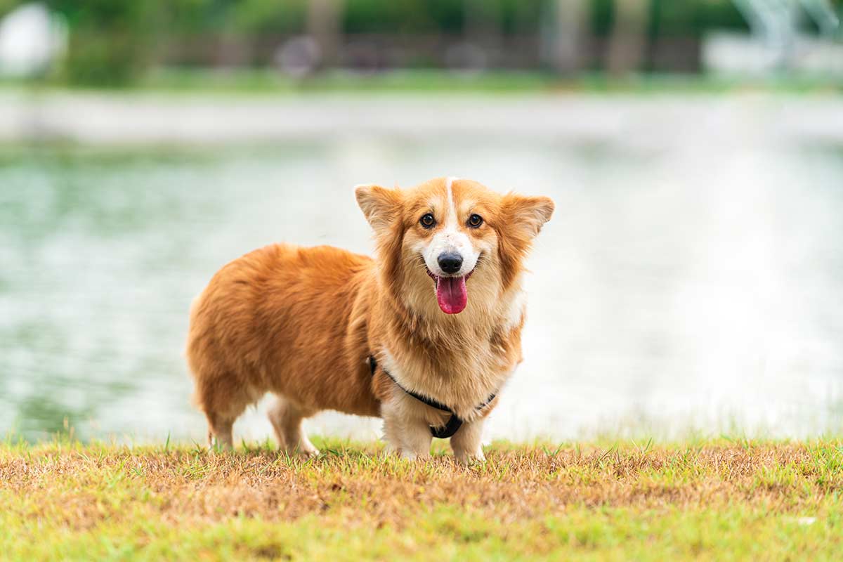 Le capacità dei cani: come calcolano e come sentono le parole