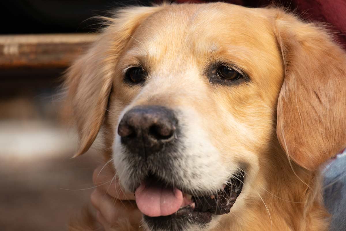 Gli umani pretendono tanto dai cani