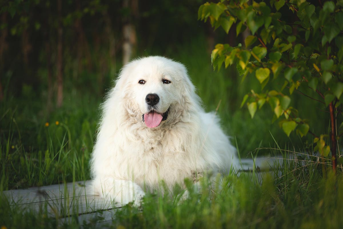 Le emozioni degli animali e perchè sono importanti