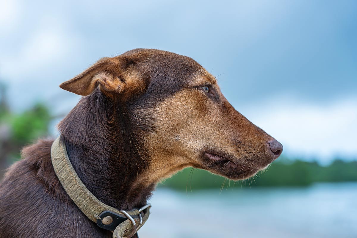 L’inibizione al morso nei cani