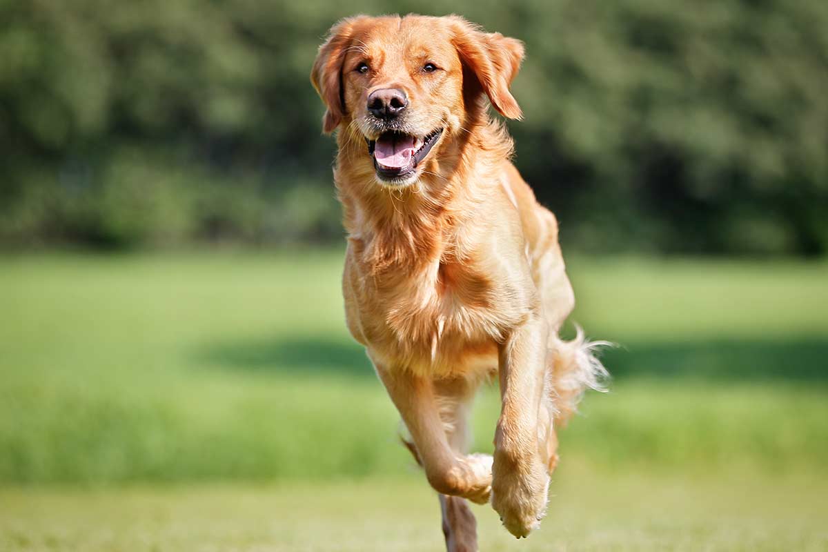 Il mio cane è buono