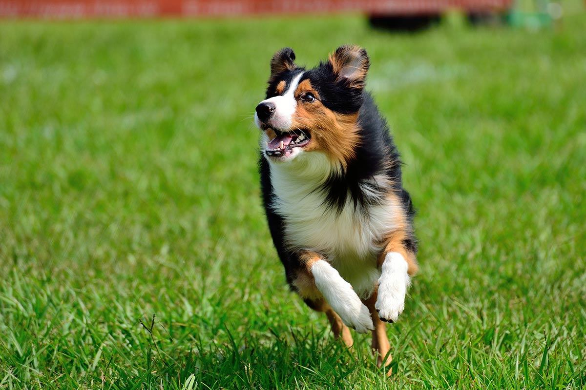 E’ vero che il cane è il miglior amico dell’uomo?