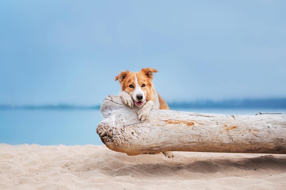 In vacanza con il cane