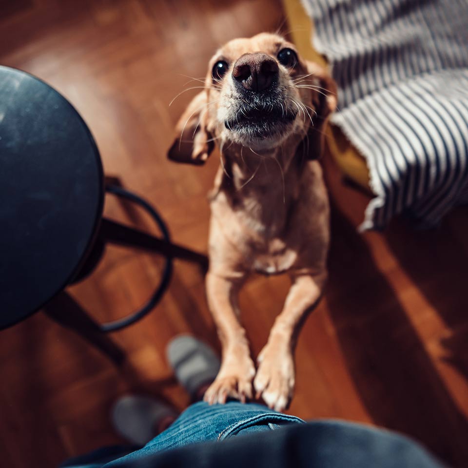 Come modificare i comportamenti indesiderati del cane