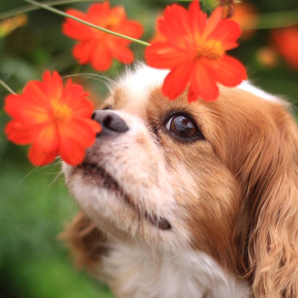 Perchè è importante che i cani usino l’olfatto