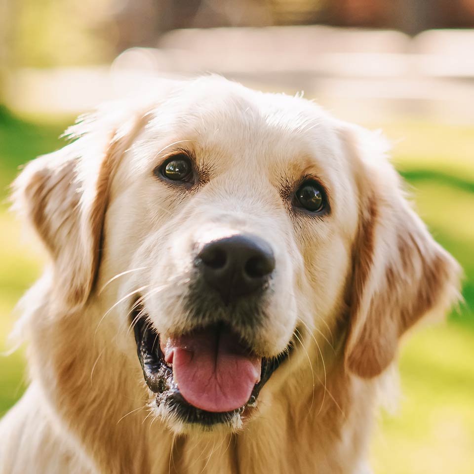 Come capire cosa ci dicono i cani nella loro lingua