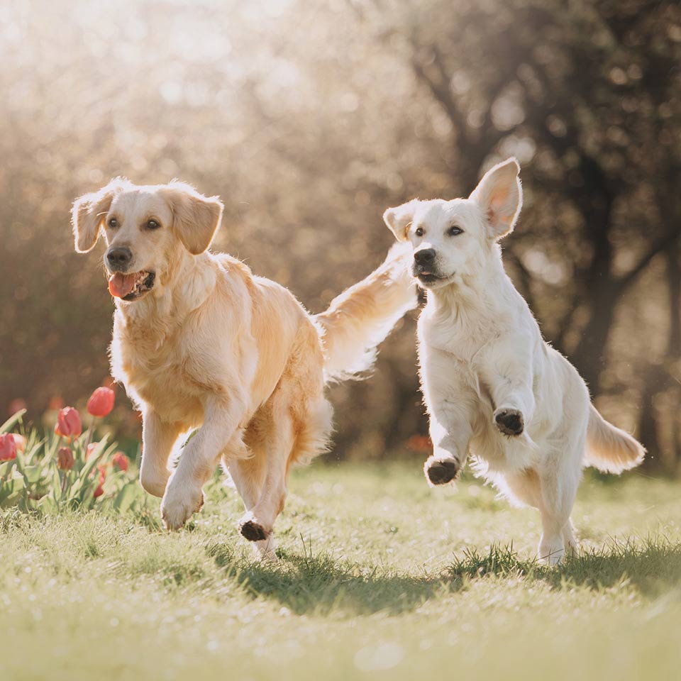 Avere due cani è meglio che averne uno?