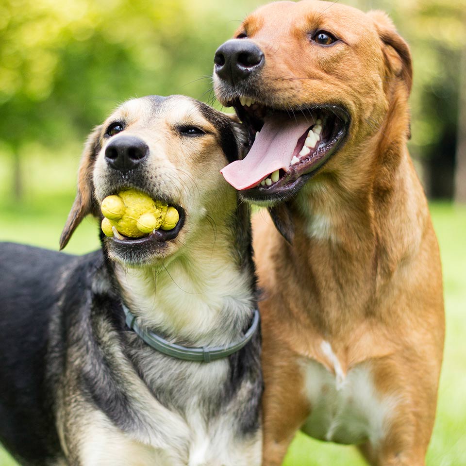 Perchè e come scegliere i compagni di gioco del proprio cane