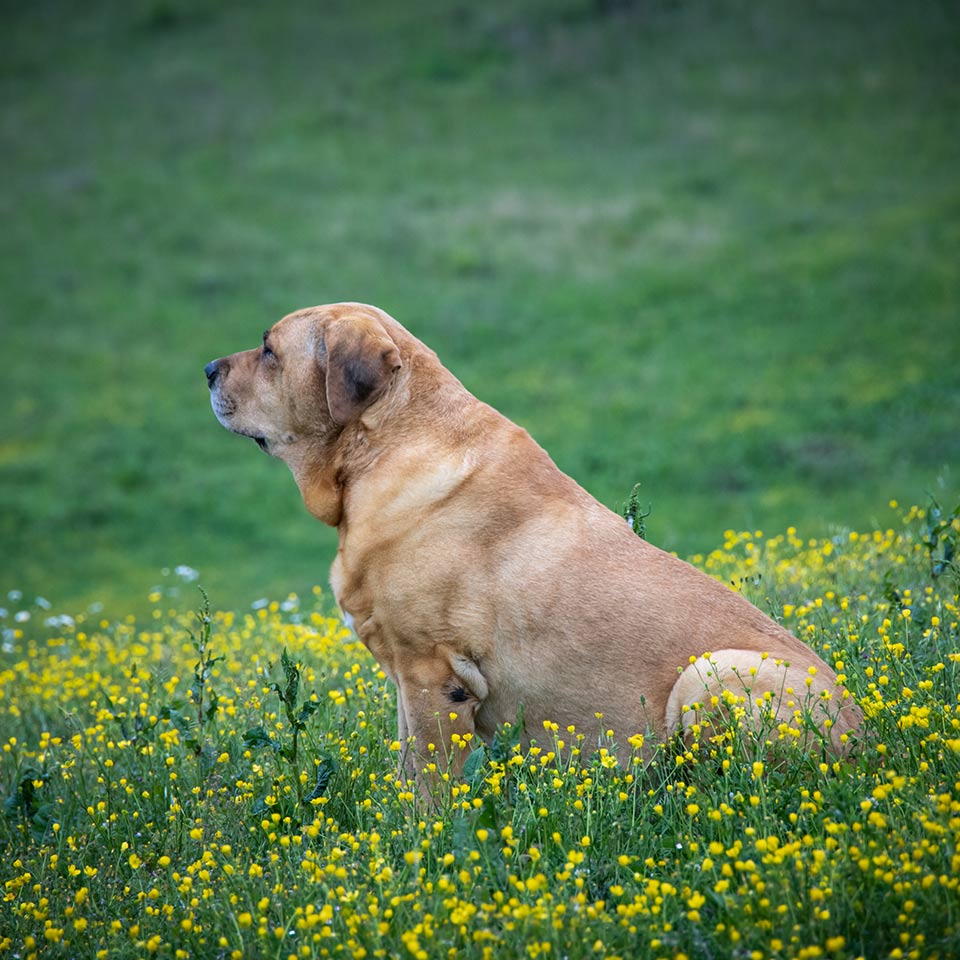 Amare i cani per chi sono