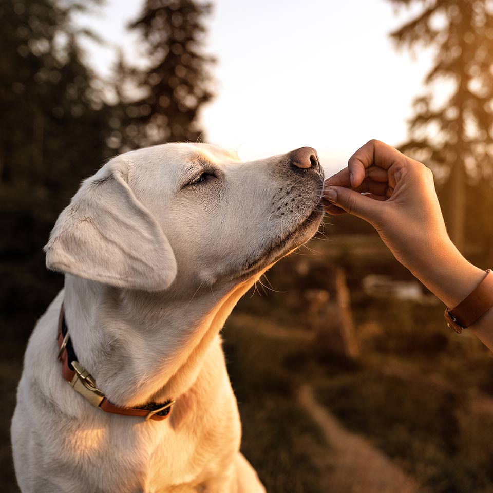 Errori che si fanno comunemente nell’insegnare ai cani