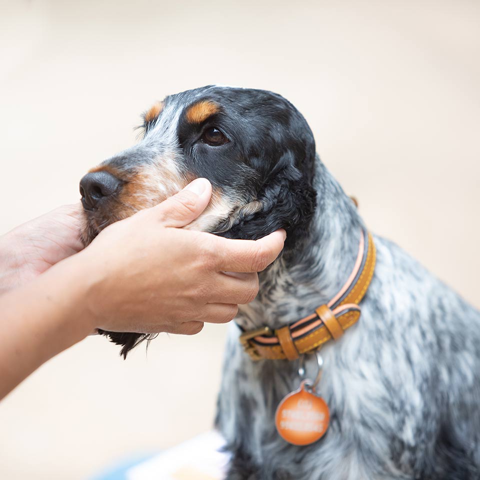 I segreti dell’accarezzare il cane