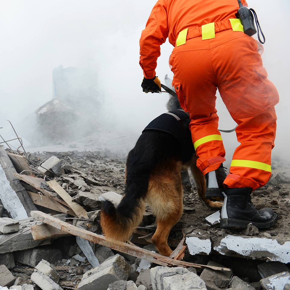 I cani e il disordine da stress post traumatico