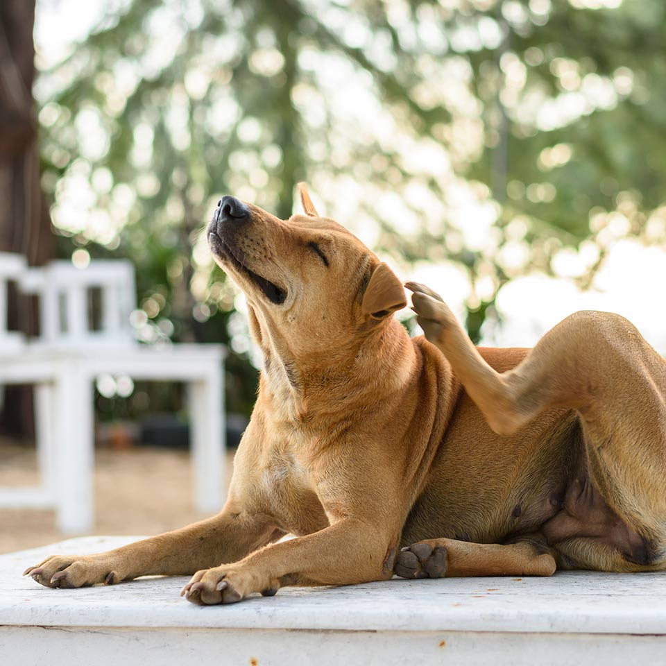 Cose che gli umani fanno che confondono i cani