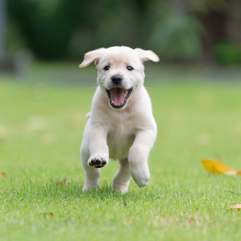 Cani: attenzione alle cose che si sentono ai giardini